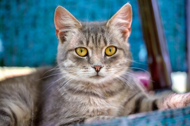 Portrait d'un chat allongé sur une chaise à l'extérieur dans un jardin