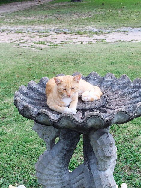 Photo portrait d'un chat allongé sur l'herbe