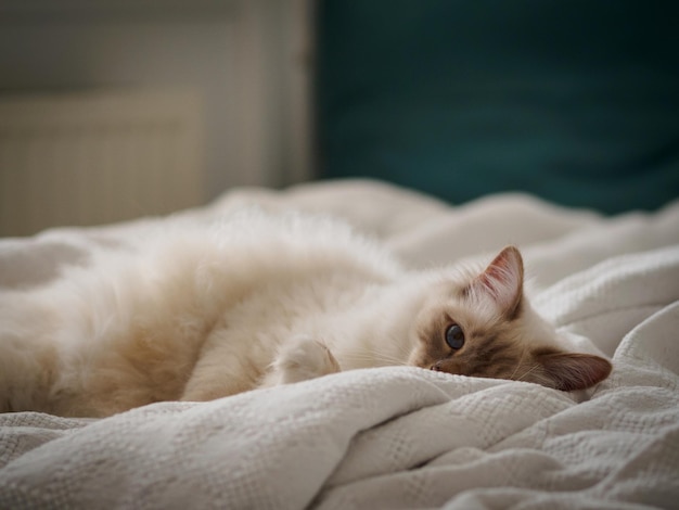 Portrait d'un chat allongé sur le lit à la maison