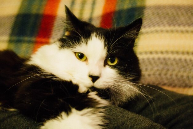 Photo portrait d'un chat allongé sur le lit à la maison