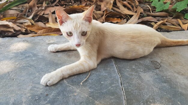 Portrait d'un chat allongé sur le sol