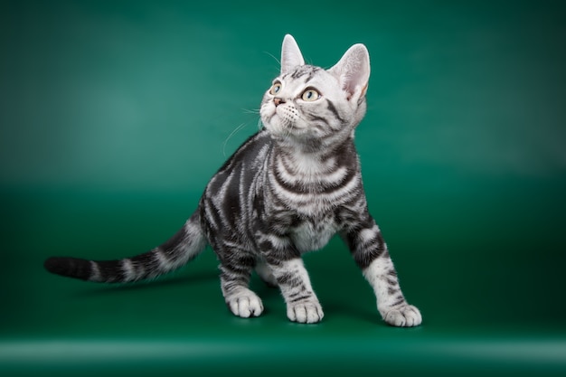 Portrait d'un chat américain à poil court sur un mur de couleur