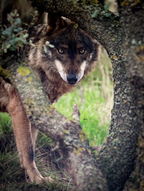 Photo portrait de chat sur un arbre