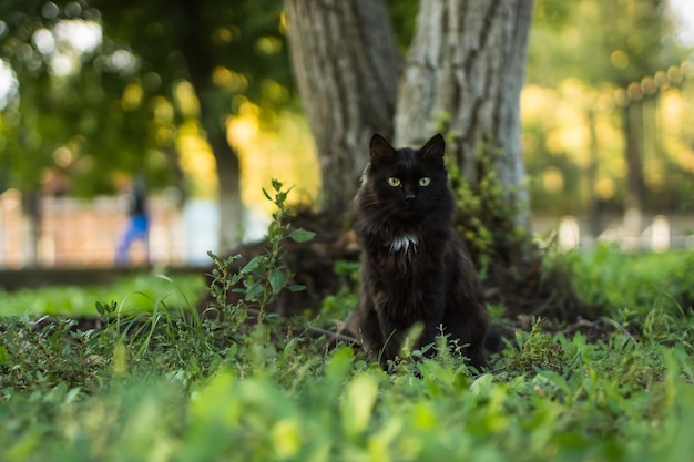 Portrait d'un chat assis sur un arbre