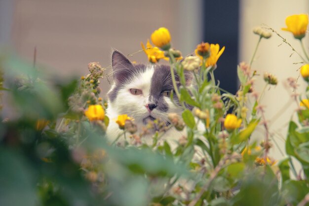 Portrait d'un chat assis au milieu des plantes