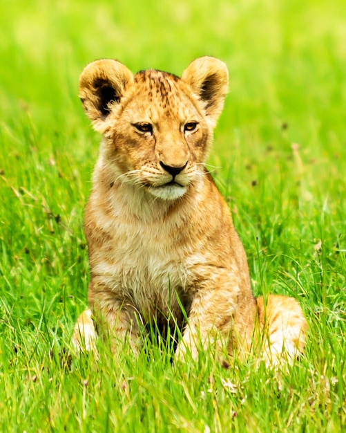 Photo portrait d'un chat assis dans l'herbe