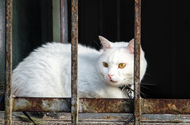 Photo portrait d'un chat assis sur du métal