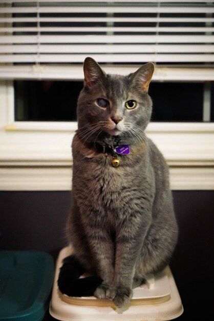 Photo portrait de chat assis sur la fenêtre à la maison