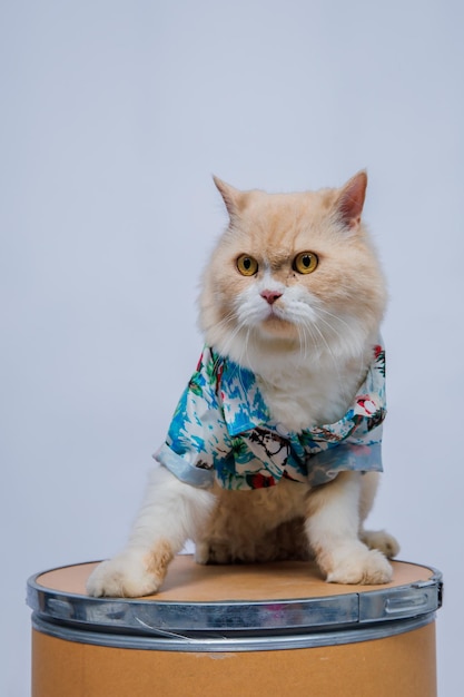 Portrait d'un chat assis sur un fond blanc