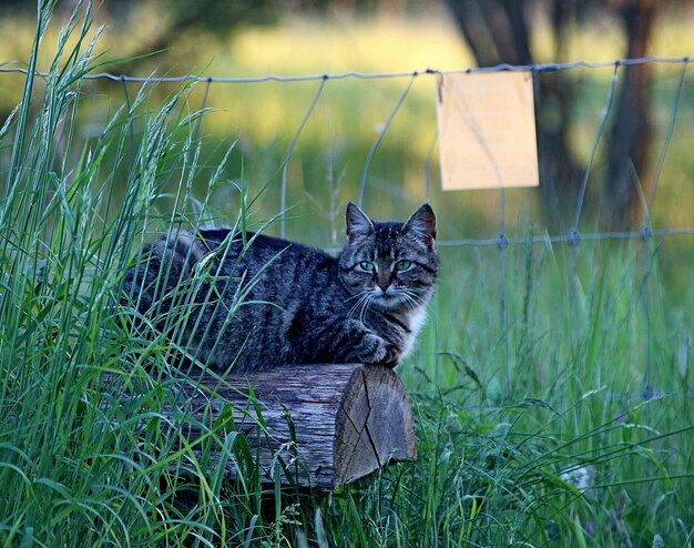 Photo portrait d'un chat assis sur l'herbe
