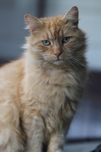 Portrait d'un chat assis à la maison