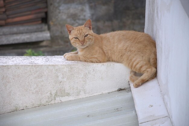 Portrait d'un chat assis sur un mur de soutènement