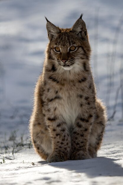 Photo portrait d'un chat assis sur la neige