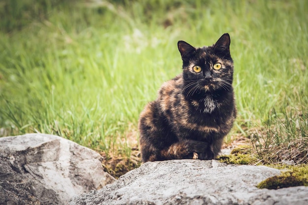 Portrait d'un chat assis sur une roche contre le champ