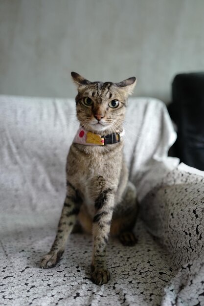 Photo portrait d'un chat assis sur le sol à la maison