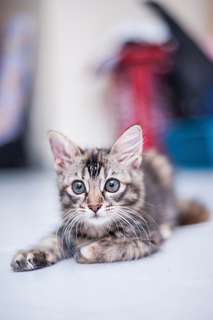 Portrait d'un chat assis sur le sol