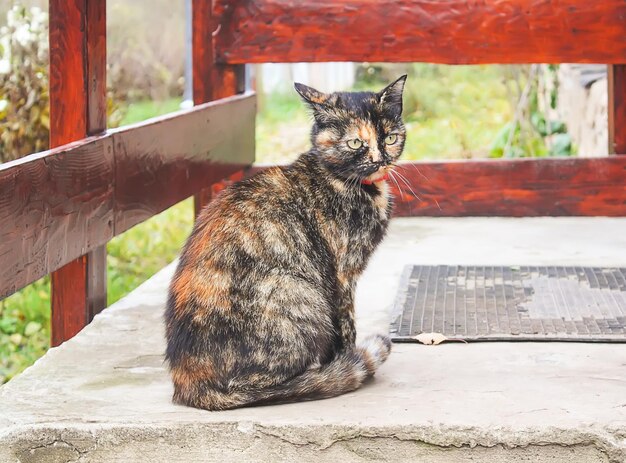 Photo portrait d'un chat assis sur une table