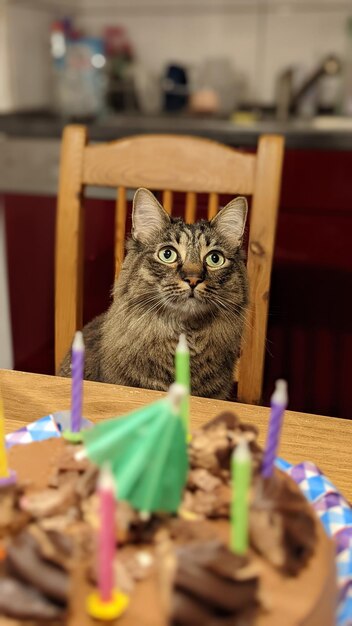 Photo portrait d'un chat assis sur une table