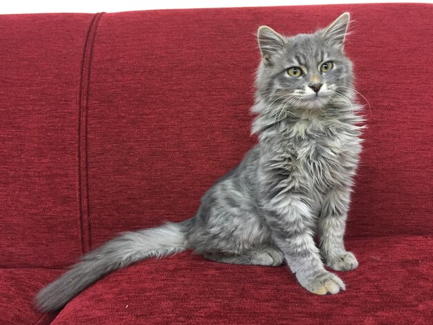 Photo portrait d'un chat assis sur le tapis rouge