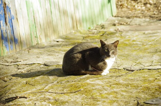 Photo portrait d'un chat assis sur la terre ferme