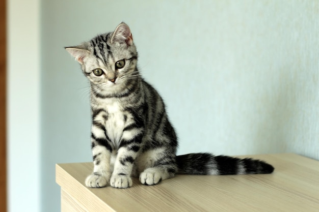 Portrait d'un chat assis