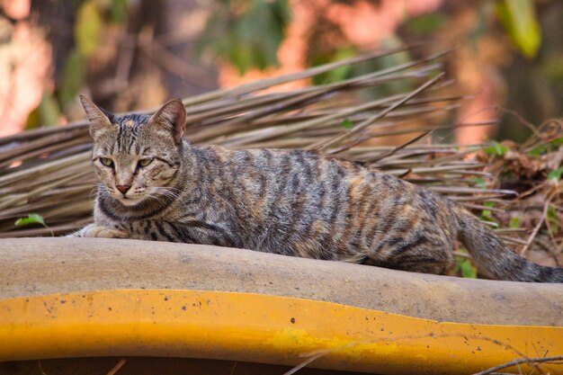 Photo portrait d'un chat au repos