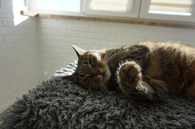 Photo portrait d'un chat au soleil dans un appartement