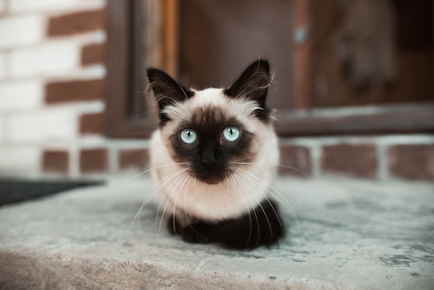 Portrait d'un chat aux yeux bleus. Chaton Siam