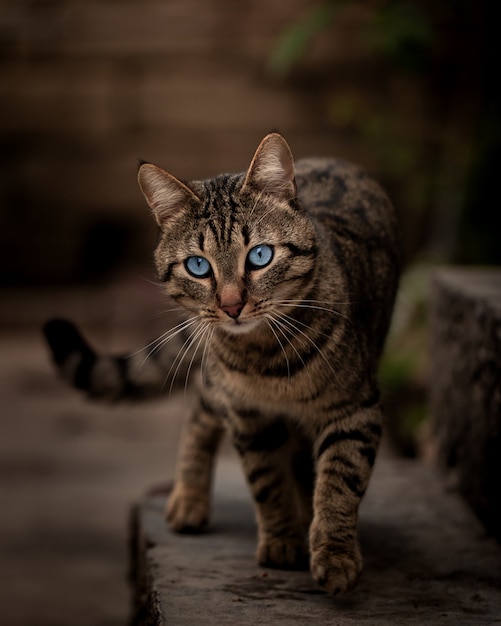 portrait d'un chat aux yeux bleus