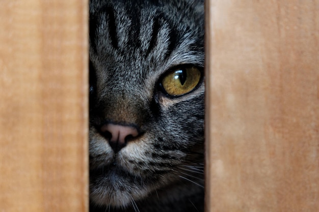 Portrait de chat aux yeux bruns en gros plan