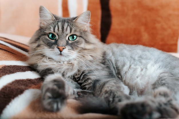 Portrait de chat aux yeux verts gris moelleux regardant la caméra, allongé sur un canapé à l'intérieur. Beau chat domestique de race sibérienne