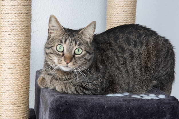 Portrait De Chat Aux Yeux Verts Surpris Isolé Sur Fond Gris