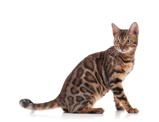 Portrait d'un chat bengal brun sur fond blanc