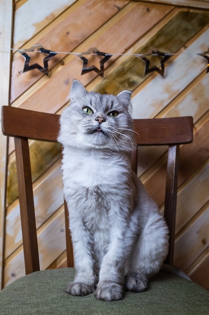 Portrait d'un chat blanc aux yeux bleus gris