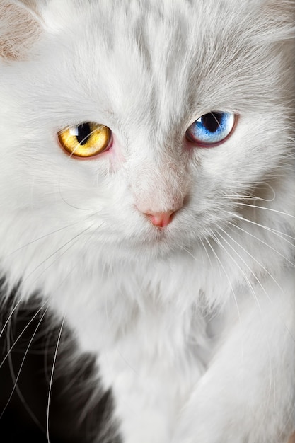 Portrait d'un chat blanc aux yeux multicolores...