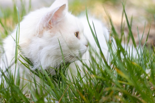 portrait de chat blanc aux yeux verts assis dans l'herbe verte heure d'été mignon minou se reposerelax