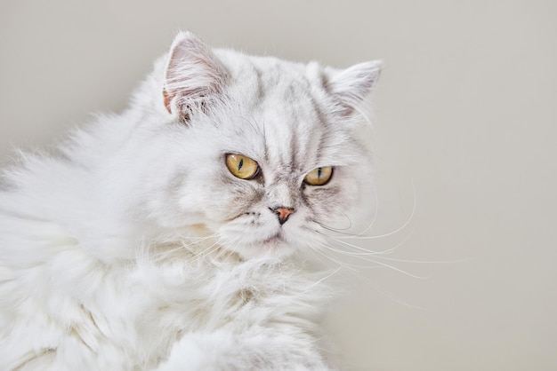 Portrait de chat blanc British Longhair sur fond beige Closeu