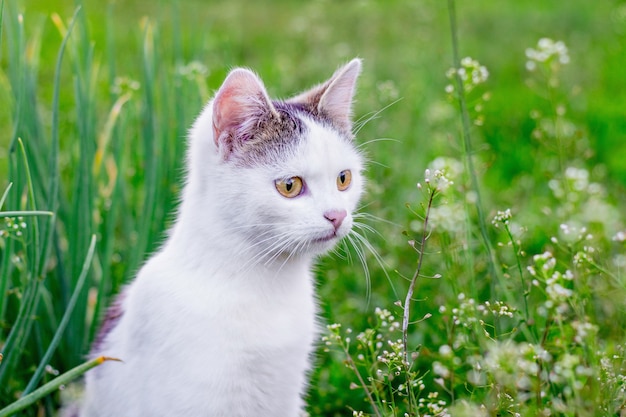 Portrait d'un chat blanc contre l'herbe verte dans le jardin