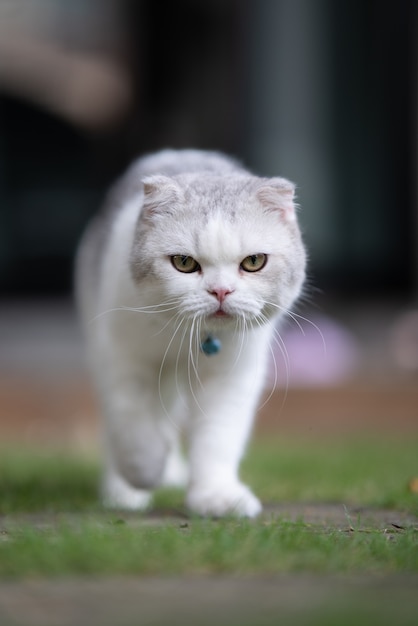 Portrait d'un chat blanc et gris