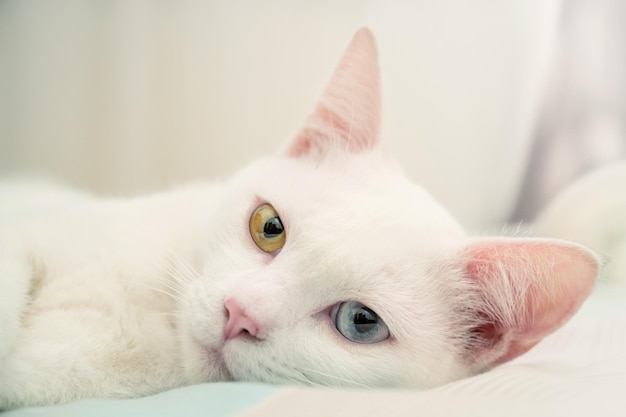 Portrait d'un chat blanc mignon avec heterochromia iridis