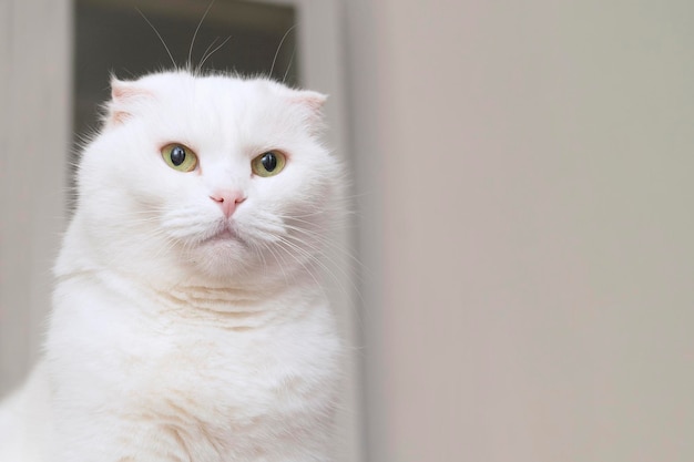 Portrait d'un chat blanc à oreilles tombantes