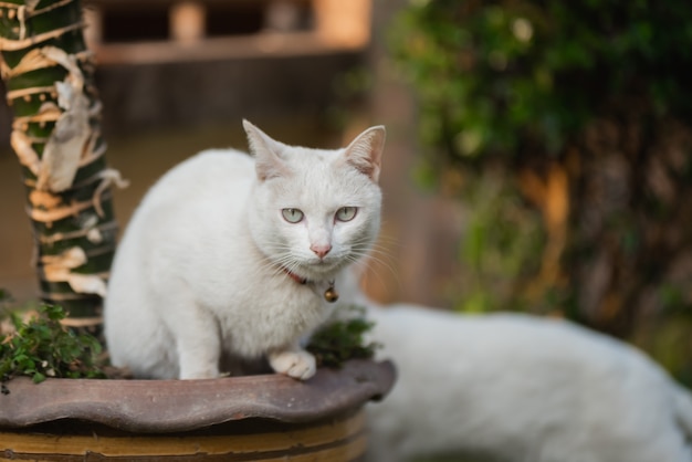 Portrait de chat blanc sur la pelouse