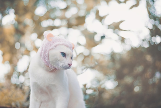 Portrait de chat blanc portant chapeau, concept de mode animal.