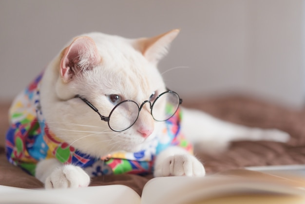 Portrait de chat blanc portant des lunettes et livre de lecture