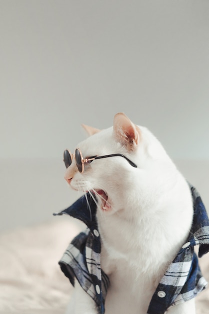 Portrait de chat blanc portant des lunettes