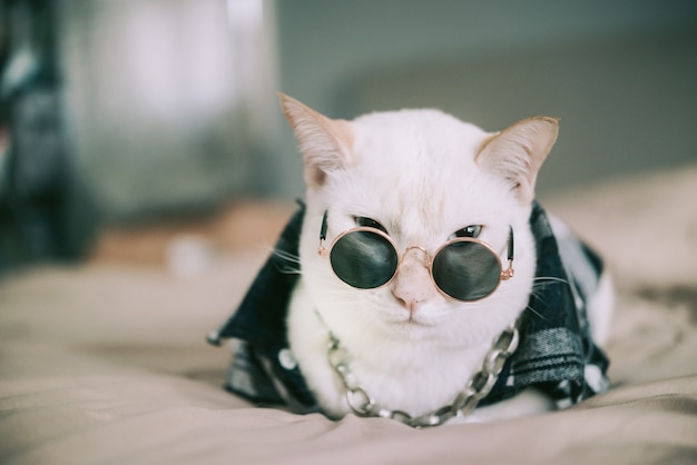 Portrait de chat blanc portant des lunettes