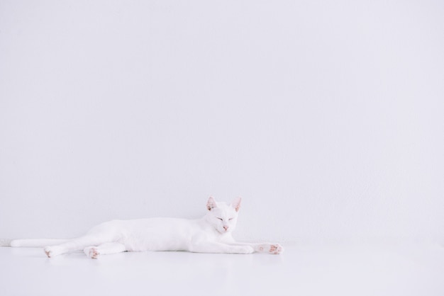 Portrait de chat blanc pur allongé sur le sol à la maison avec du blanc.