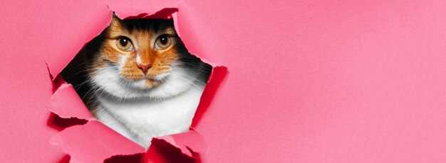 Photo portrait de chat blanc rouge à travers le trou de papier déchiré sur rose pastel