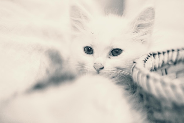 Photo portrait d'un chat blanc