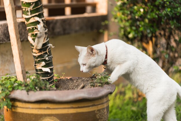 portrait de chat blanc